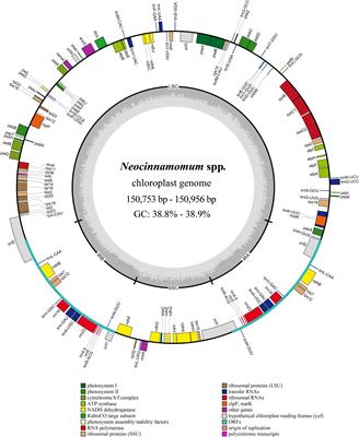 Comparative and phylogenetic analysis of complete chloroplast genomes from seven Neocinnamomum taxa (Lauraceae)
